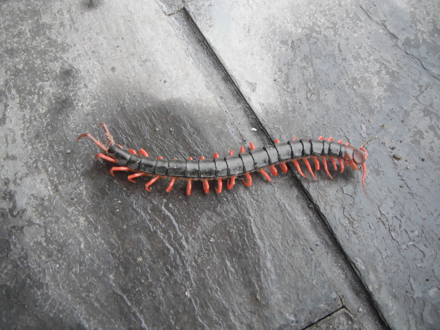 12cm 巨大化 ムカデ の 標本 12cm 巨大化 ムカデ の 標本 ムカデ（中）】ビン入り標本 | aiai