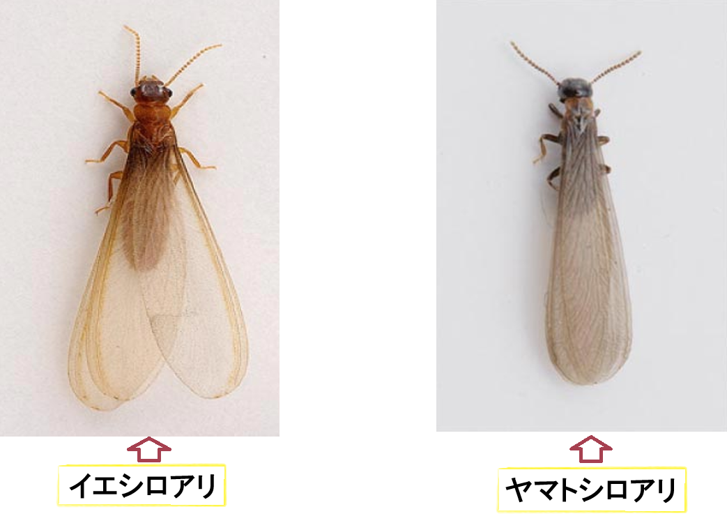 【広島】羽アリ=シロアリ?黒アリ?見分け方と4〜5月に増える被害の注意 | シロアリ駆除隊(広島)