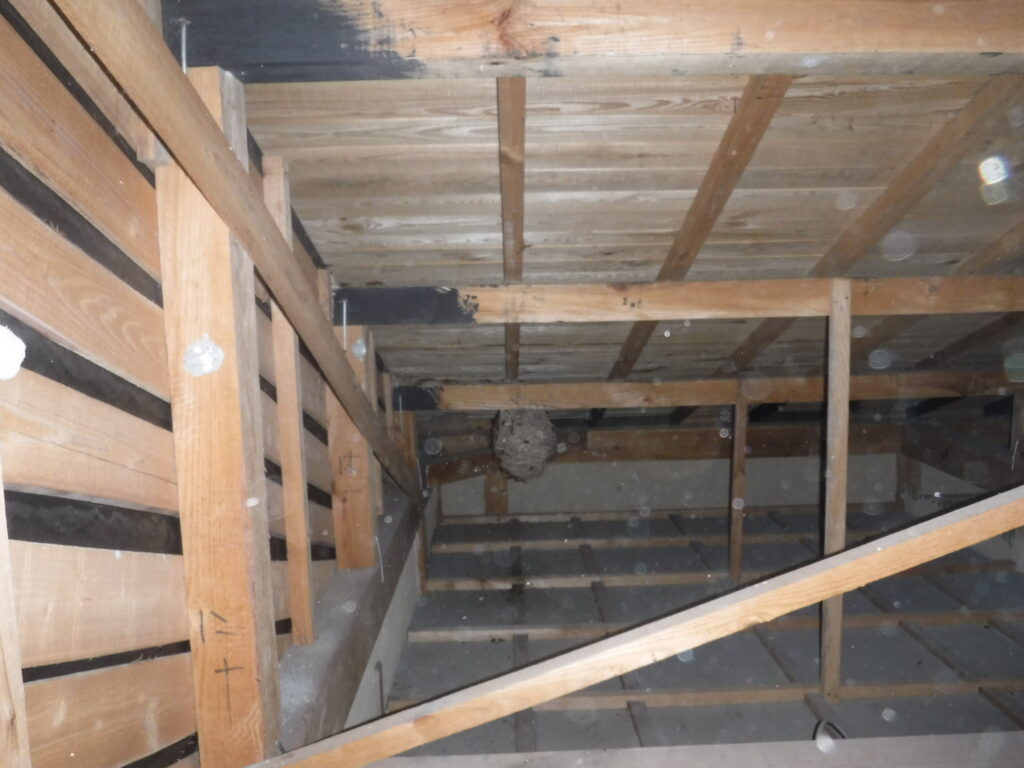 小屋裏にハチの巣