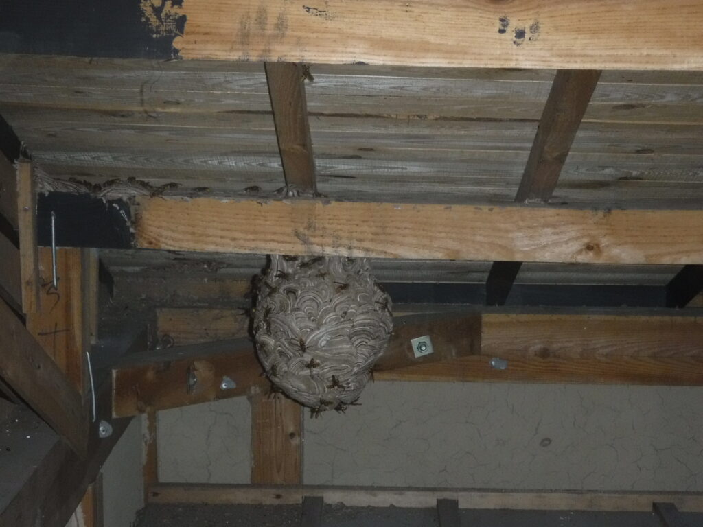小屋裏にハチの巣 拡大写真
