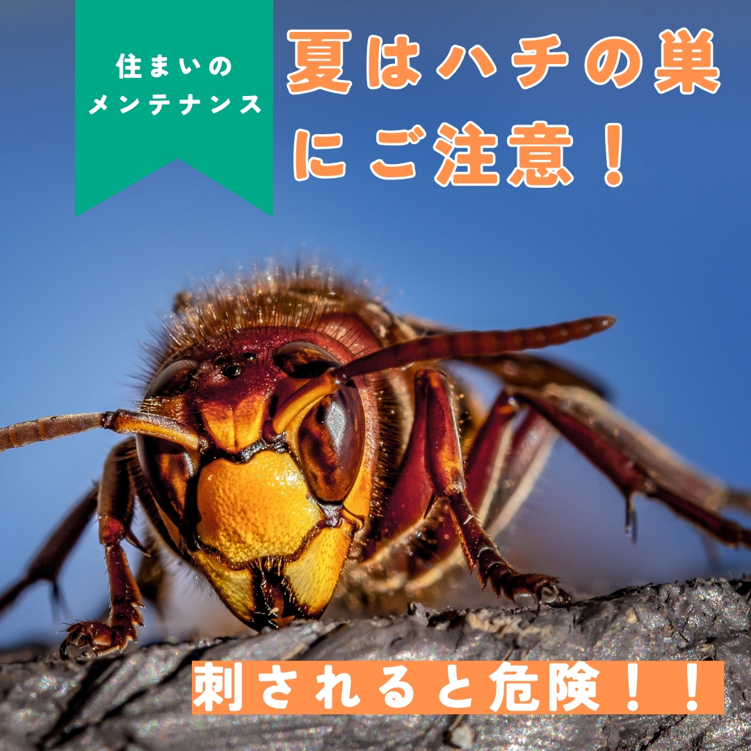 猛暑×ハチ被害】今年は要注意！ハチの巣が急増中…！ | シロアリ駆除隊