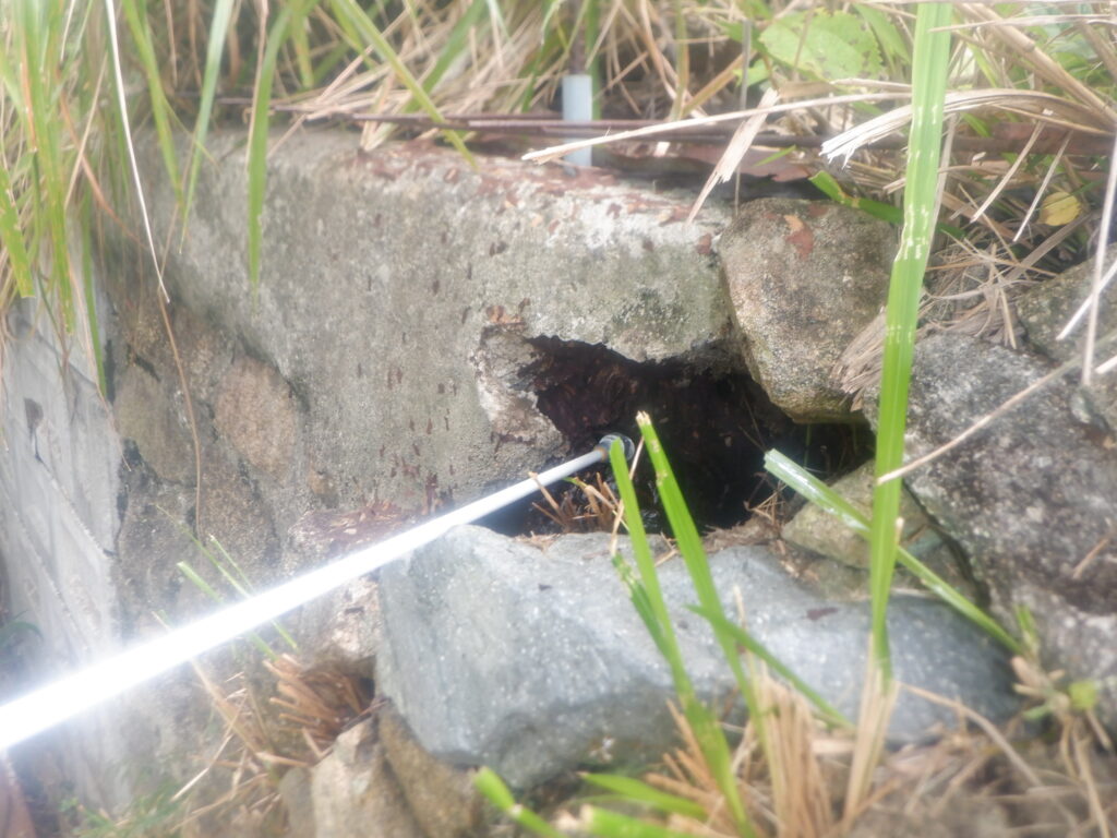 石垣に出来たハチの巣へ薬剤散布