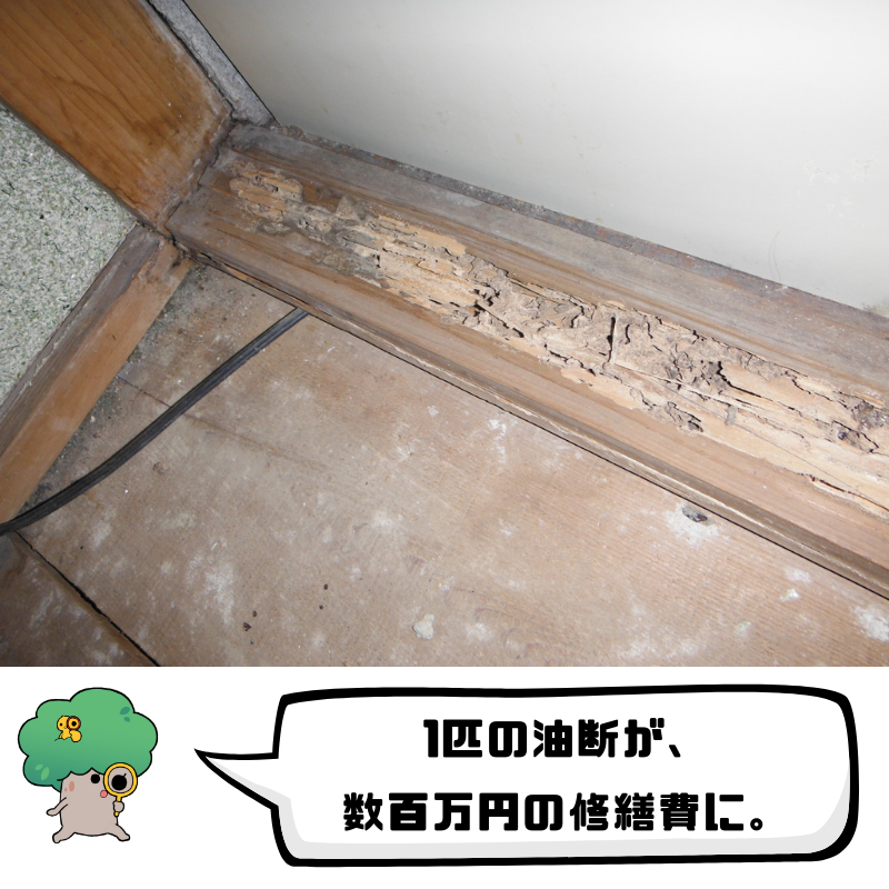 1匹の油断が、数百万円の修繕費に。