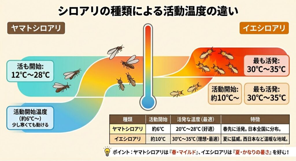 【概要】
シロアリの主要な2種類(ヤマトシロアリ・イエシロアリ)について、活動を開始する温度と最も活発になる温度を比較した解説イラストです。中央に温度計のアイコンを配置し、左右にそれぞれの活動イメージが描かれています。
【詳細内容】
ヤマトシロアリ(左側:寒色〜暖色のグラデーション)
活動開始温度: 約 6℃〜(「少し寒くても動ける」と記載)
最も活発(好適): 12℃ 〜 28℃
特徴: 日本全国に分布。春先に活発で、4〜5月の雨上がりに羽アリが一斉に飛ぶイラストが添えられています。
イエシロアリ(右側:オレンジ〜赤のグラデーション)
活動開始温度: 約 10℃〜(「暖かくなってから始動」と記載)
最も活発(最適): 30℃ 〜 35℃
特徴: 西日本などの温暖な地域に分布。夏に猛威を振るい、夕方から夜にかけて羽アリが飛ぶ様子が描かれています。
下部のまとめ表
種類ごとに「活動開始」「活発な温度(最適)」「特徴」が整理されており、最下部には「ポイント:ヤマトシロアリは『春・マイルド』、イエシロアリは『夏・かなりの暑さ』を好む!」という補足メッセージがあります。