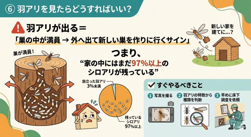 この画像は「羽アリを見たらどうすればいい?」という疑問に対し、シロアリ被害の深刻さと具体的な対処法を解説したインフォグラフィックです。
1. メインメッセージ
現状の解説: 羽アリが出るのは「巣の中が満員になり、新しい巣を作りに行くサイン」であることを伝えています。
衝撃の事実: 目に見える羽アリは全体のわずか3%未満であり、家の中にはまだ「97%以上のシロアリ」が残っているという事実を強調しています。
2. イラストの構成
左側(生態の図解): 切り株の中にシロアリが密集している様子と、そこから羽アリが飛び出していく様子が描かれています。
中央(視覚的データ): 円グラフを用いて、飛び立った羽アリ(3%未満)と、建物内に残っているシロアリ(97%以上)の比率を分かりやすく示しています。怯える家のキャラクターも描かれています。
右側(新しい巣作り): カバンを持った羽アリが新しい家に向かって飛んでいく様子がコミカルに描かれています。
3. すぐやるべきこと(ステップ解説)
下部のパネルでは、具体的な3つのアクションをイラスト付きで紹介しています。
写真を撮る: スマートフォンで羽アリを撮影する様子。
種類を判断: 虫眼鏡で羽アリの特徴を確認し、種類を特定する様子。
床下調査を依頼: 専門の業者がライトを持って床下を点検している様子。