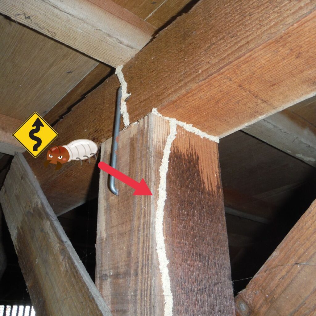 束に蟻道が這っている写真