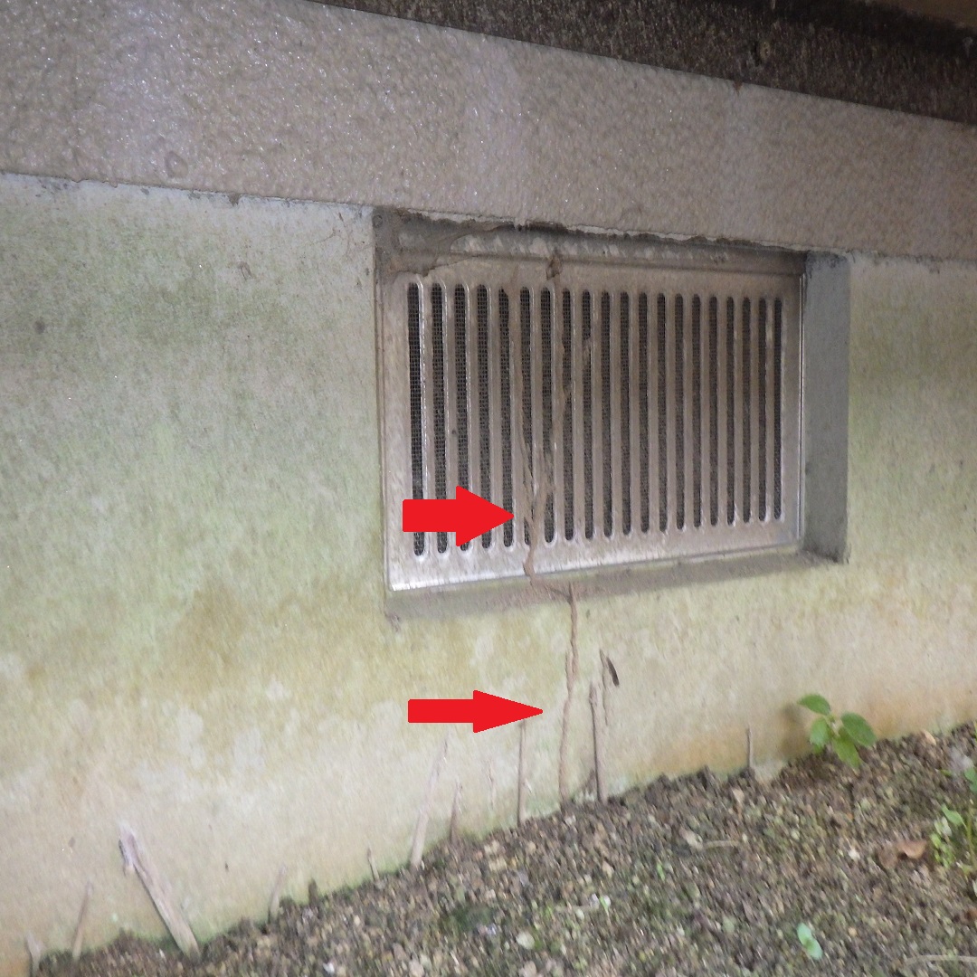 住宅の基礎をシロアリの蟻道が這っている写真