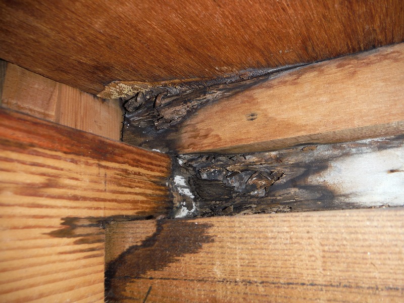 床下の木材が水染みにより黒く変色している写真