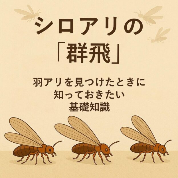 シロアリの群飛