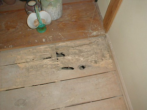 和室のタタミ下地板 ヤマトシロアリによる被害