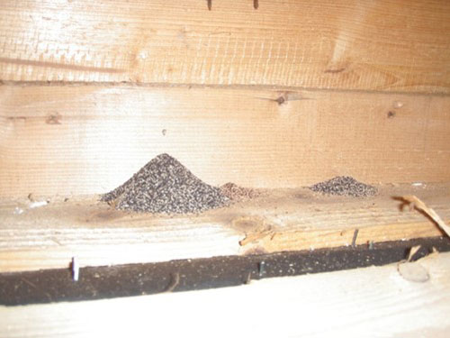 2階小屋裏の桁 アメリカカンザイシロアリの虫糞